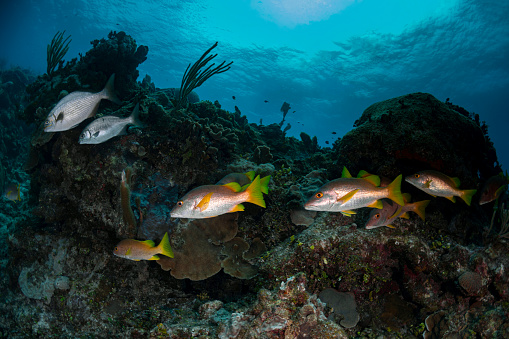 Caribbean marine life with the dog snapper fish and the Yellow Chub (Kyphosus incisor) in Cayman Brac - Cayman Islands