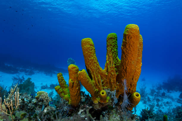 istock Yellow tube sponge 1269186754