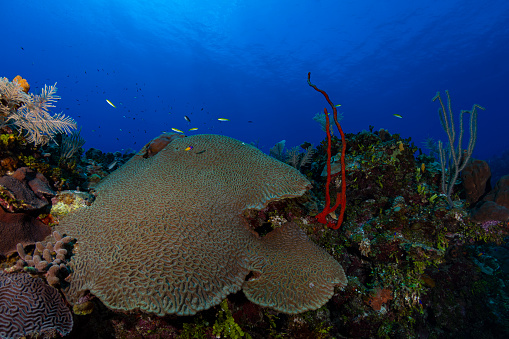 Colorful and stunning Caribbean marine life with the Great Star Coral (Montastrea Cavernosa) in Cayman Brac - Cayman Islands