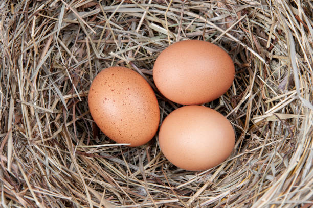 istock Brown chicken eggs in a straw nest 1269189893