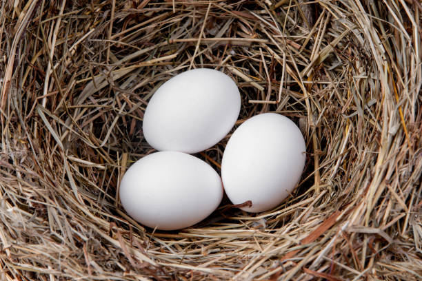 istock White chicken eggs in a straw nest 1269189951