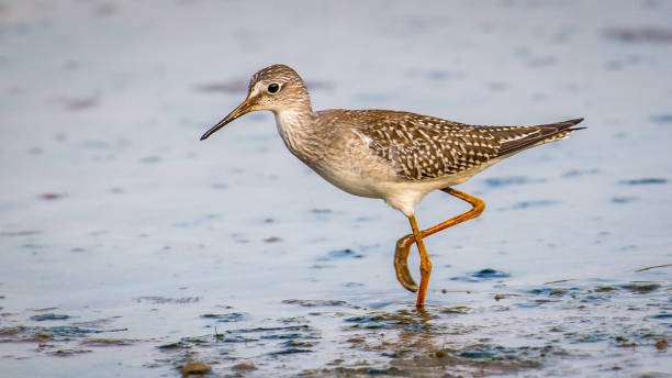 istock Lesser Yellow legs wading bird at Huntley Meadows Park 1269192358