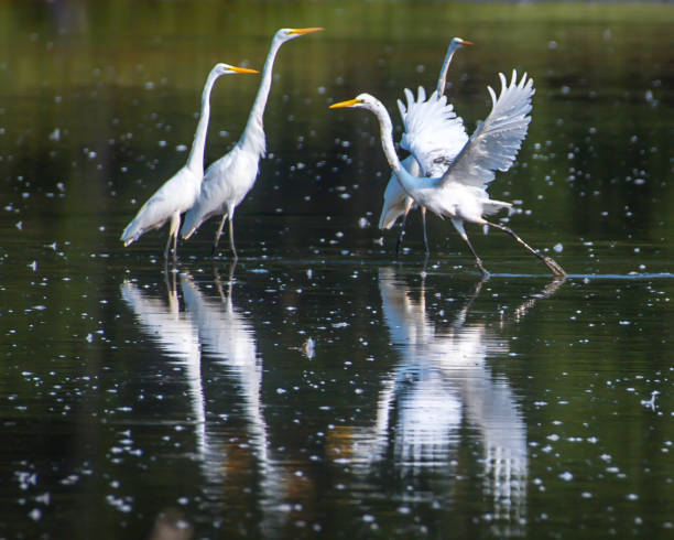 istock Egrets at Huntley Meadows Park 1269192453