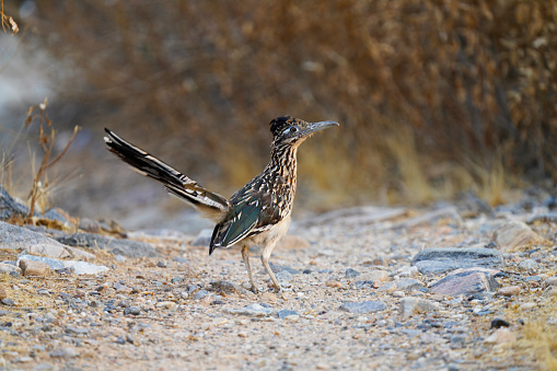 A single roadrunner bird - Geococcyx californianus - scratches its head, perched atop a gravelly rock, in profile, lower center of the horizontal frame, close-up, facing to the right, with de-focused foliage in the background.