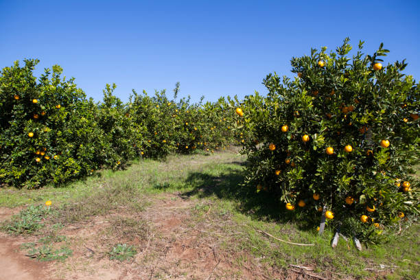 istock Organic orange plantation 1269195172