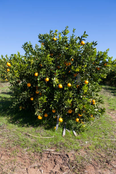 istock Organic orange plantation 1269195173