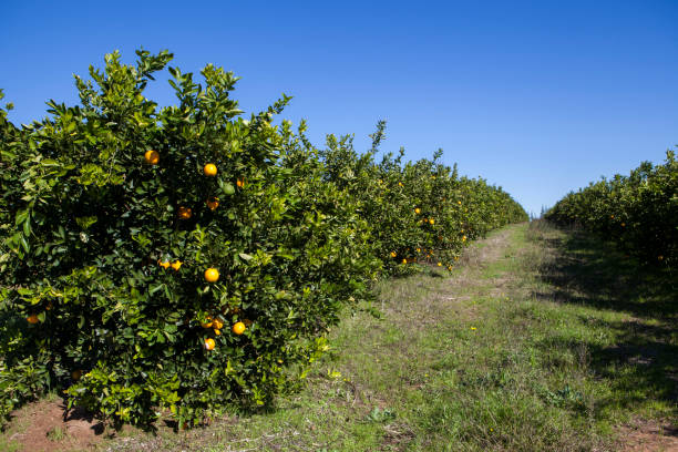 istock Organic orange plantation 1269195685
