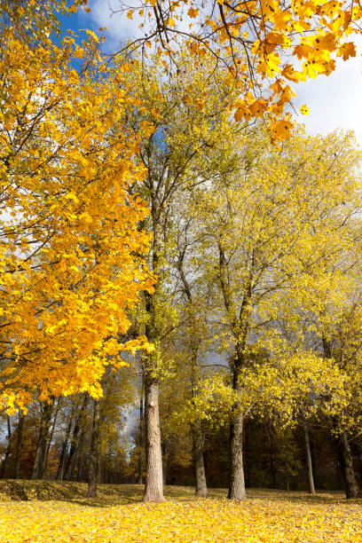 autumn yellow foliage - abounding imagens e fotografias de stock