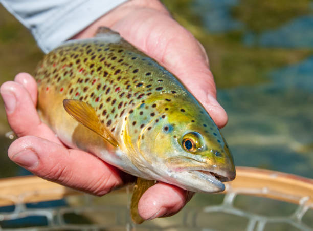 istock Thats a pretty brown trout! 1269197757