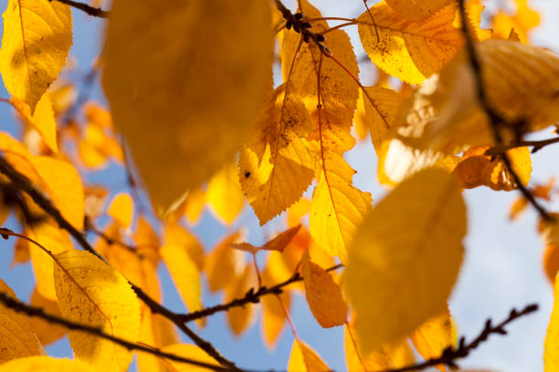 autumn nature - abounding imagens e fotografias de stock