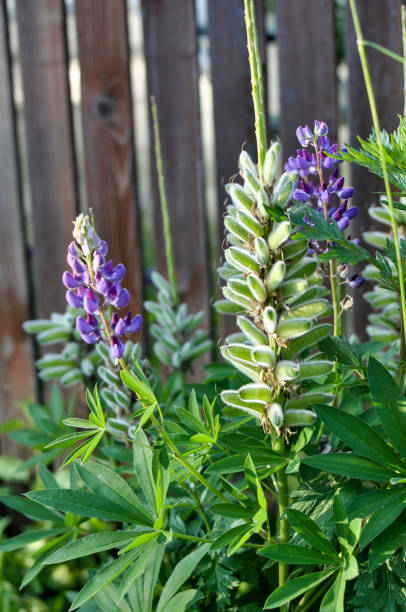 Photo of Lupine in garden or large-leaved Lupine