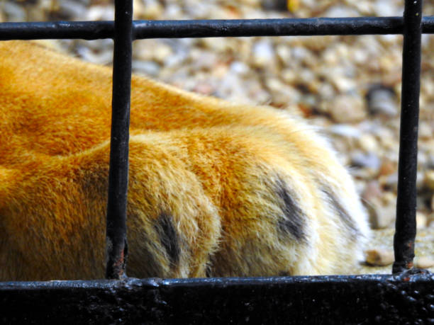 istock Male Lion at zoo 1269201276