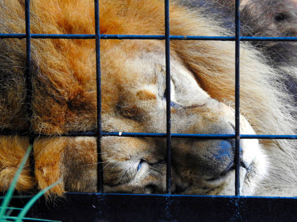istock Male Lion at zoo 1269201339