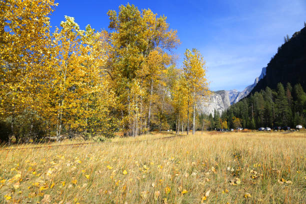 Meadow with boardwalk in Yosemite Valley at autumn, Yosemite National Park, California, USA