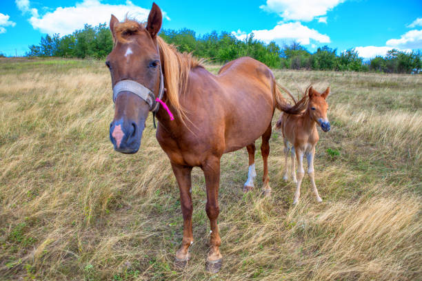 istock horses on the meadow 1269202410