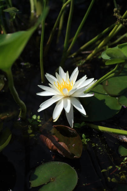 istock water lily lotus flower. 1269203210