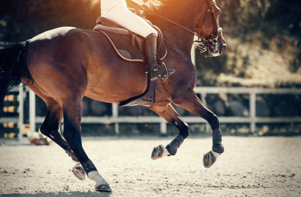 istock Equestrian sport. Galloping horse. 1269206828