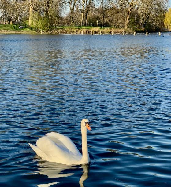 istock Swan swimming in the pond 1269207418