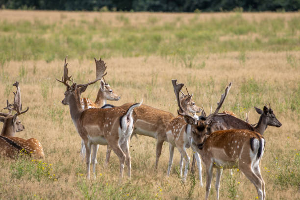 istock in enclosure many fallow deer live together in a group 1269207447