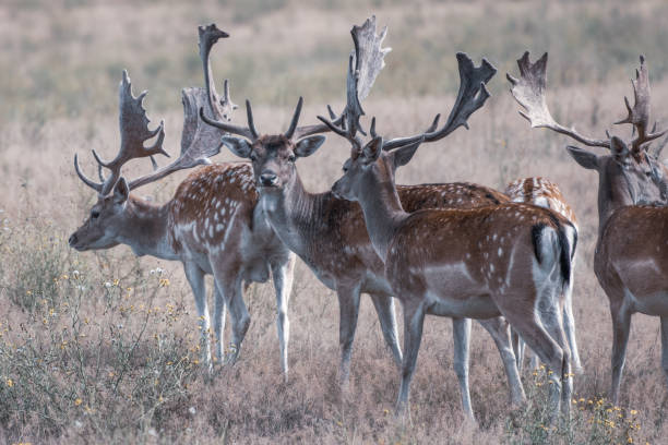 istock in enclosure many fallow deer live together in a group 1269207450