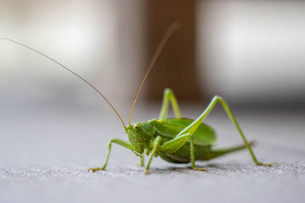 Great green grasshopper on red leave, macro photo