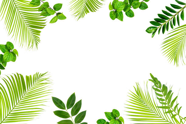 istock abstract green leaf texture, tropical leaf foliage nature dark green background 1269207452