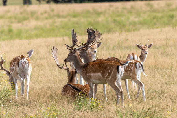 istock in enclosure many fallow deer live together in a group 1269207453