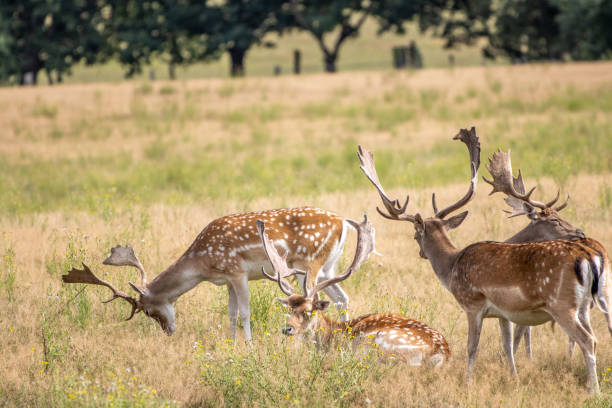 istock in enclosure many fallow deer live together in a group 1269207454