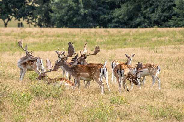 istock in enclosure many fallow deer live together in a group 1269207457