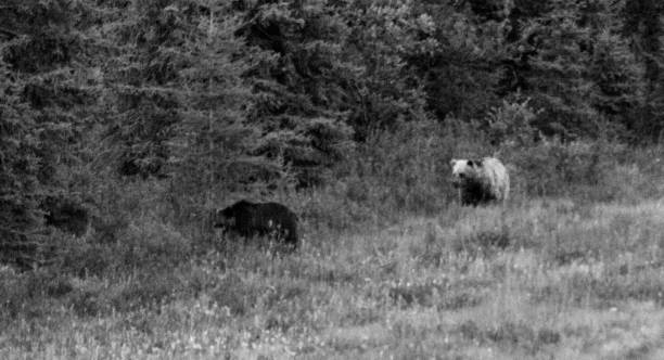 istock Grizzly and black bear encountered on the road 1269207578