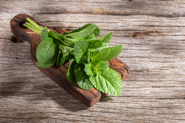 istock soon relief, medicinal plant lippia alba 1269208717