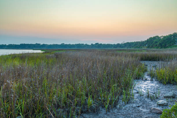 istock South Carolina Marsh at Dusk 1269211873