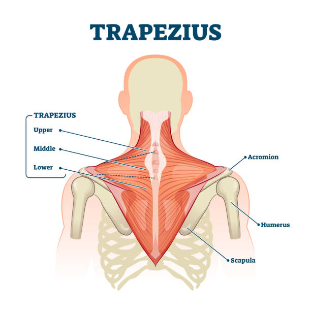 istock Trapezius muscle labeled medical anatomy structure scheme vector illustration 1269213050