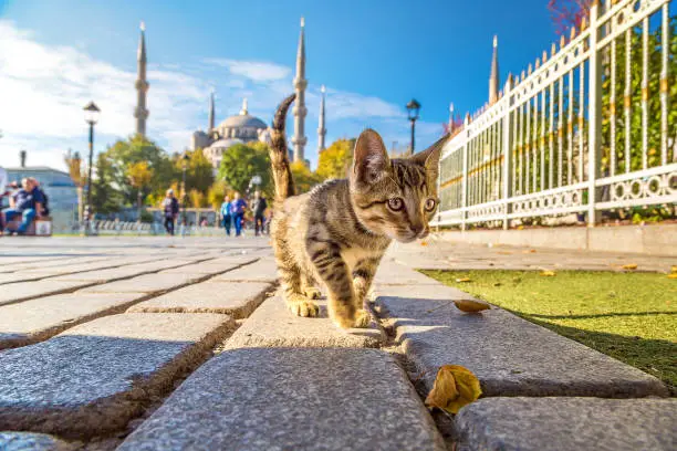 Photo of Cat  in Istanbul