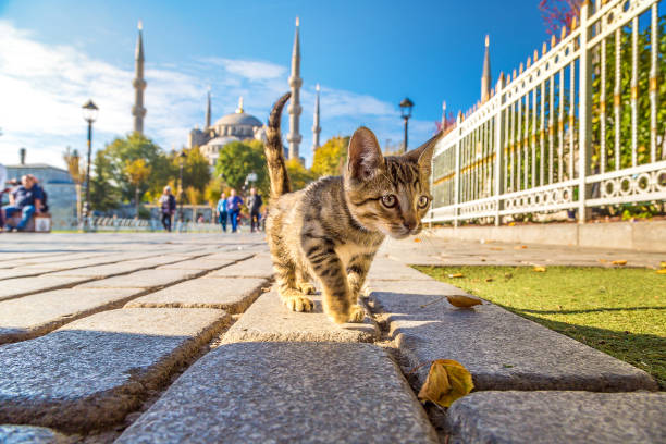 gato em istambul - pele tower - fotografias e filmes do acervo