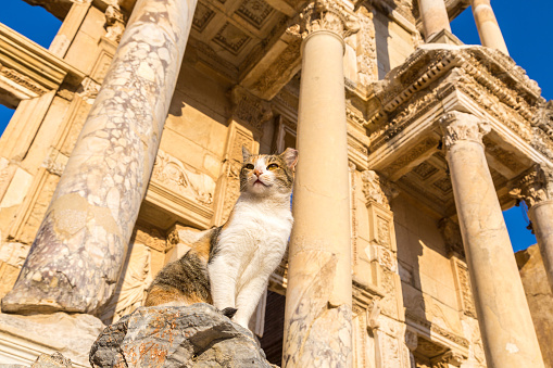 Cat on Ruins of Celsus Library in ancient city Ephesus, Turkey in a beautiful summer day