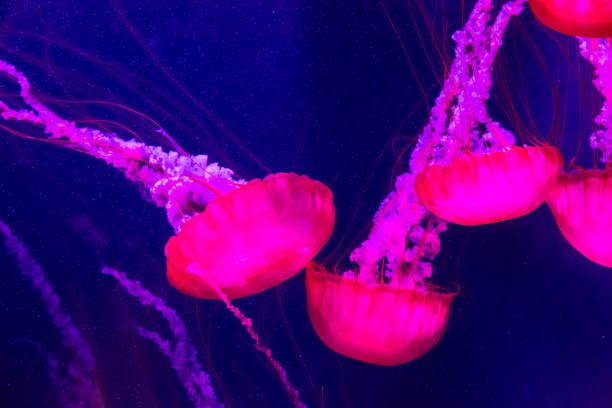 istock Beautiful jellyfish moving slowly in aquarium 1269216059
