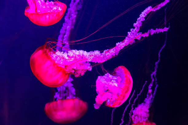 istock Beautiful jellyfish moving slowly in aquarium 1269216069