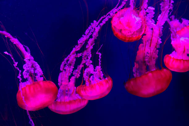 istock Beautiful jellyfish moving slowly in aquarium 1269216087