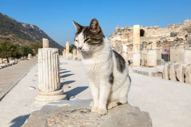 istock Ancient city Ephesus, Turkey 1269216238