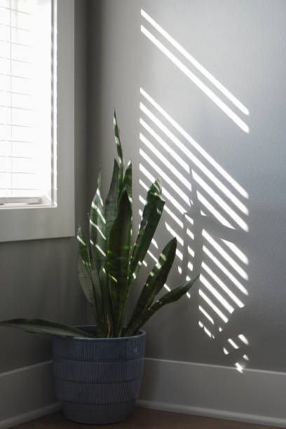 istock Potted Plant in Morning Sunbeams 1269216248