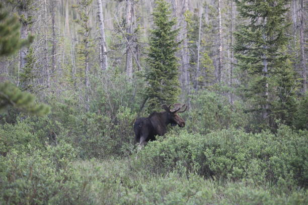 istock Rocky Mountain Moose in the Snowy range Wyoming 1269218031