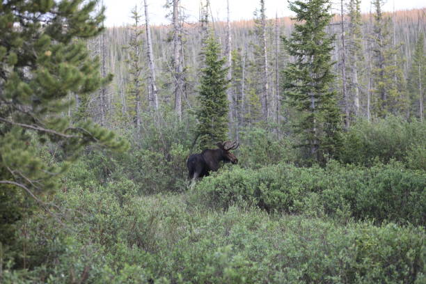 istock Rocky Mountain Moose in the Snowy range Wyoming 1269218128