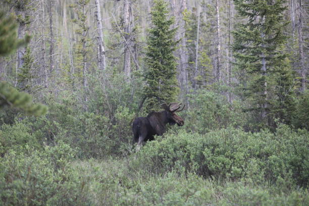 istock Rocky Mountain Moose in the Snowy range Wyoming 1269218612