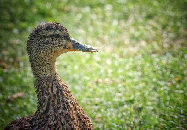 Mallard duck female