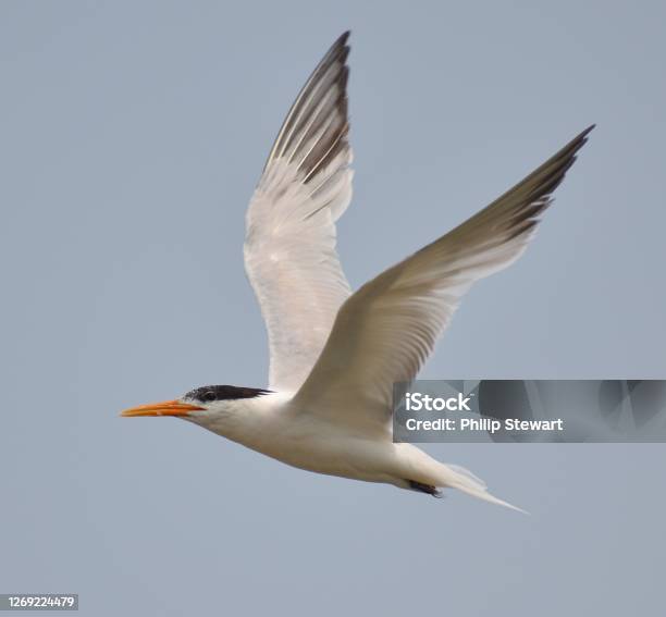 An Elegant Tern In Flight Stock Photo - Download Image Now - Tern, Elegance, Bird