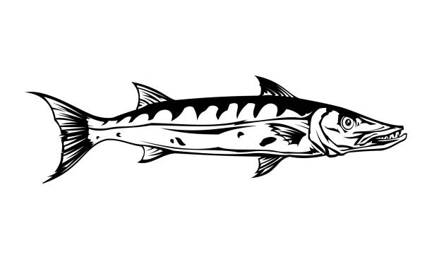 illustrazioni stock, clip art, cartoni animati e icone di tendenza di barracuda fish silhouette - icona vettoriale ritagliata - barracuda