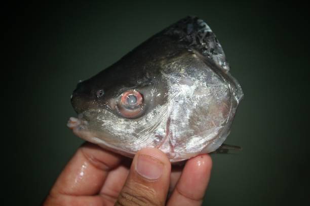istock Rohu fish head for curry preparation 1269224997