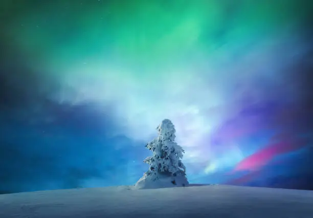 Photo of Snowcapped Tree Under The Arctic Sky