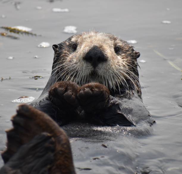 istock A sea otter wrapped in kelp 1269225083